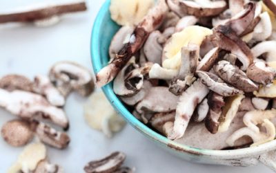 Todo sobre las Setas, ¡Llegó el otoño!